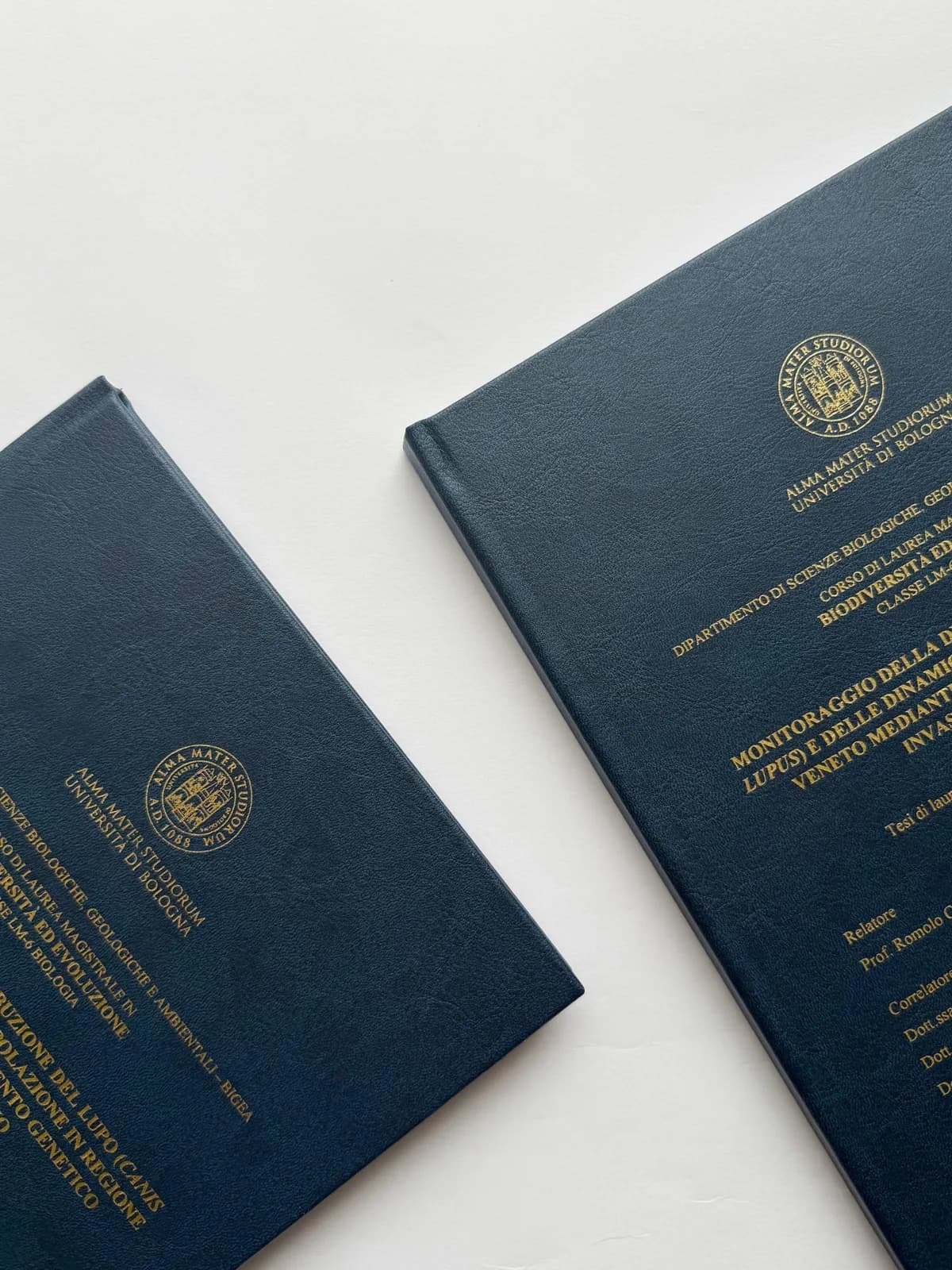 Vetrina Tesilandia 7