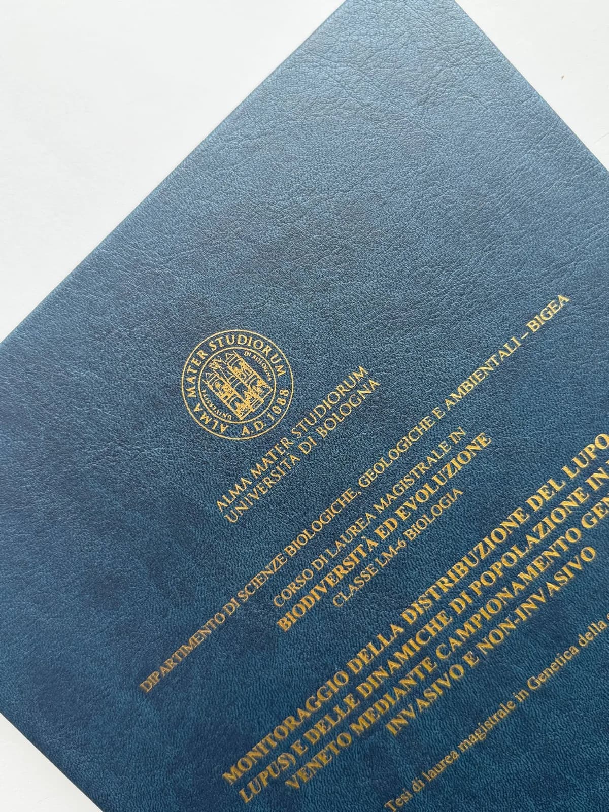 Vetrina Tesilandia 8